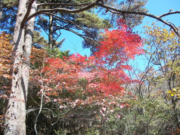 黄山旅游